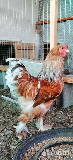 Молодые петухи брама