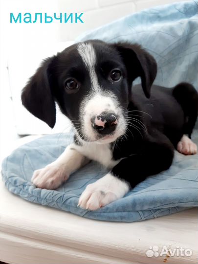Щенок мальчик