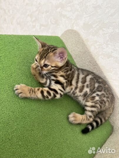 Бенгальские котята