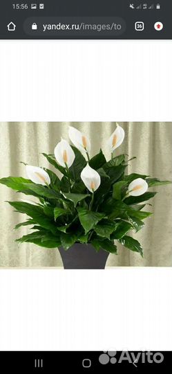 Спатифиллум