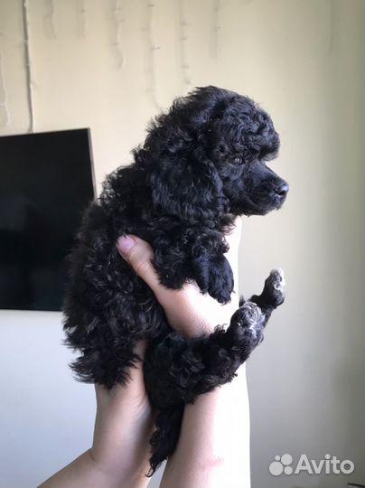 Маленькая собака