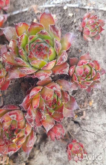 Молодило каменная роза (семпервивумы)