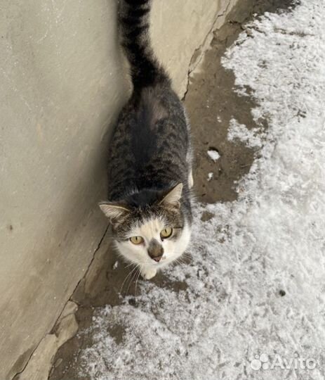 Кастрированный котик в добрые руки