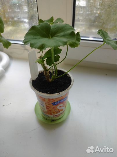 Пеларгония герань Pac Emilia и Saga