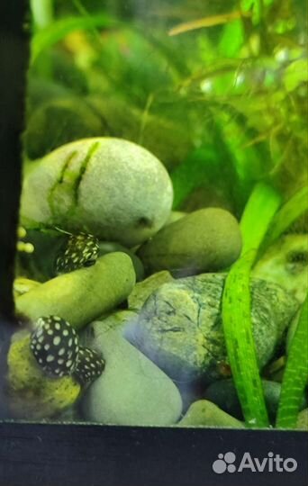 Улитка теодоксус