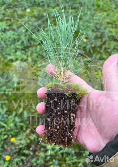 Сеянцы Лиственницы Сибирской с зкс