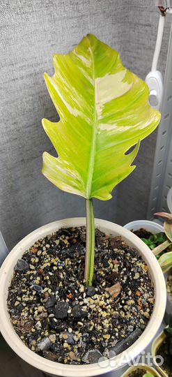 Филодендрон Карамель марбл