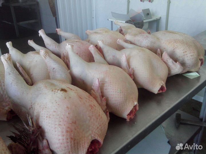 Мясо домашней индейки