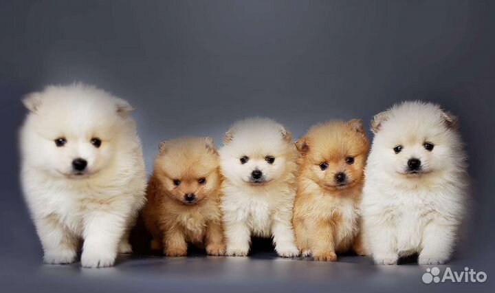 Померанский шпиц