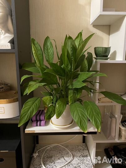 Спатифиллум женское счастье