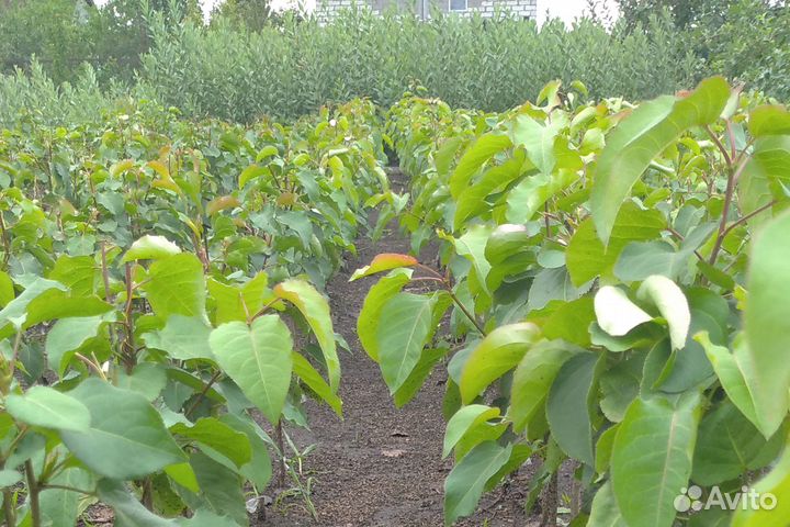 Саженцы из плодопитомника