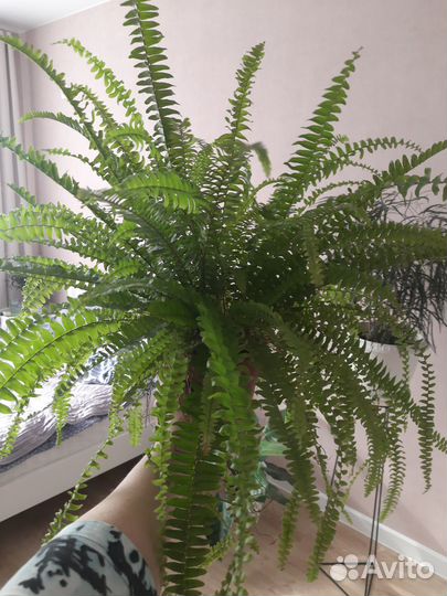 Нефролепсис Грин Леди (папоротник)