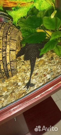 Сомики крупные