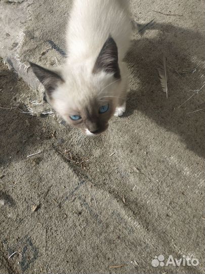 Кошка в дар бесплатно
