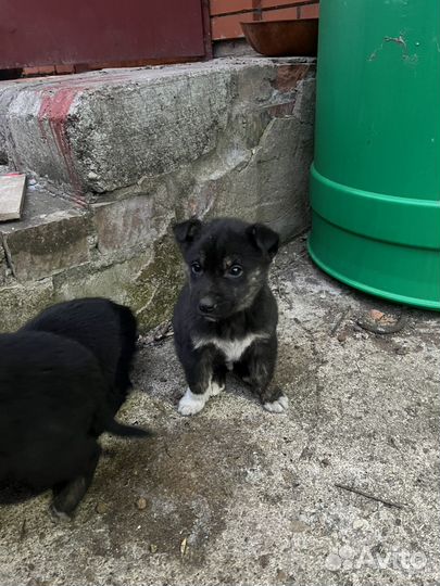 Щенки бесплатно