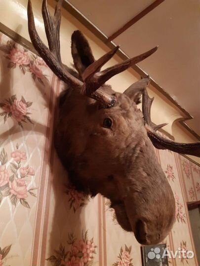 Чучело головы лося