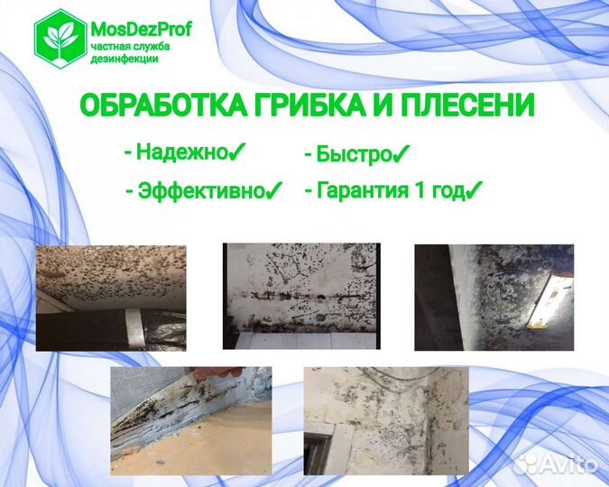 Уничтожение плесени удаление обработка от плесени