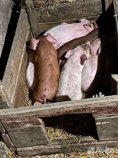 Поросята крупные ландрас+белая русская