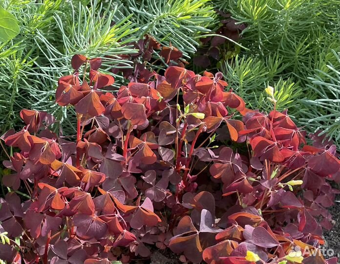 Почвопокровные растения