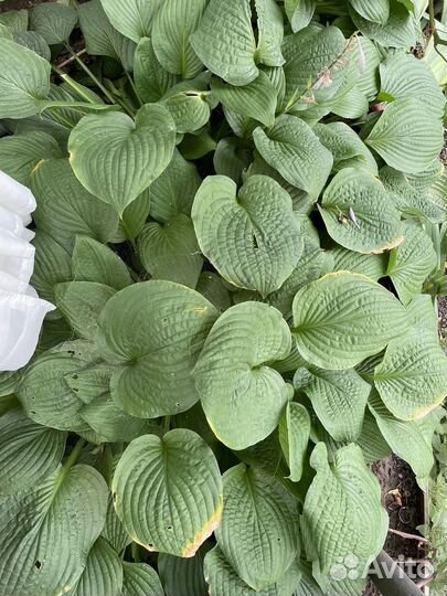 Хоста до 50см высотой и 1м в диаметре