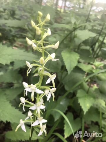 Любка двулистная, ятришник, черемша купить в Реутове | Товары для дома ...