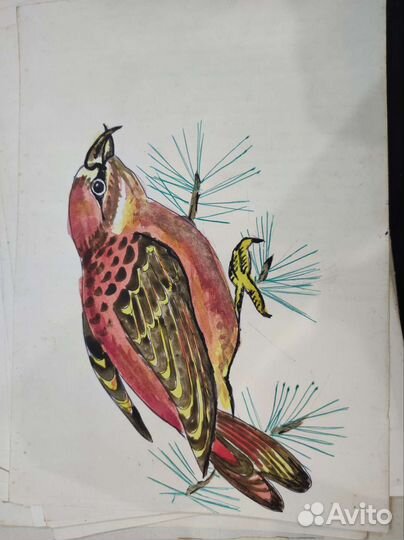 Картотека животных (старые рисунки)