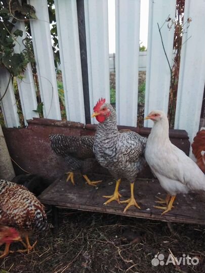 Молодые петушки