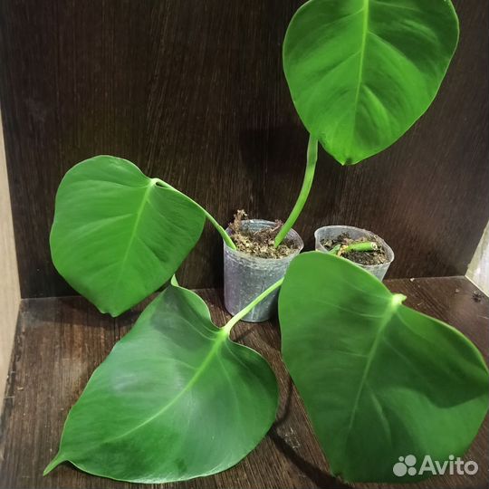 Комнатные растения