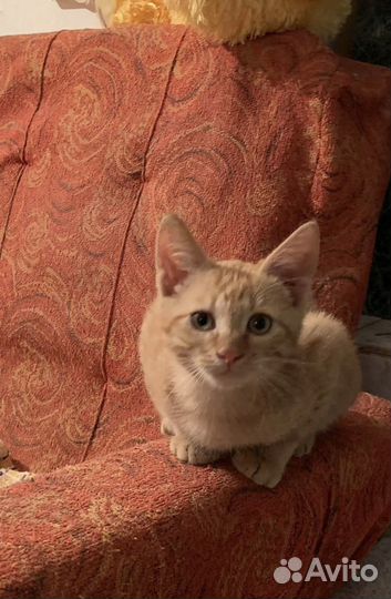 Котенок в добрые руки