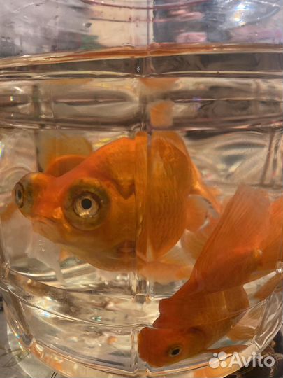 Аквариумные рыбки телескоп