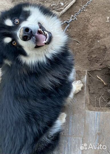 Аляскинский маламут