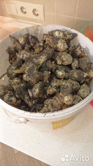 Топинамбур