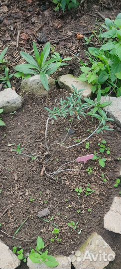 Облепиха саженцы Августина и Аллей