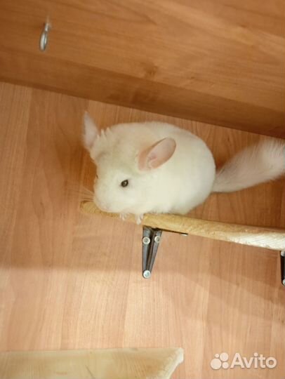 Шиншиллы из домашнего питомника