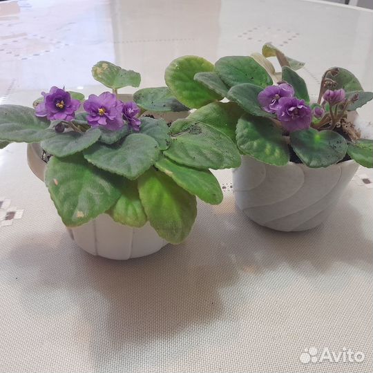 Детка фиалки с цветом