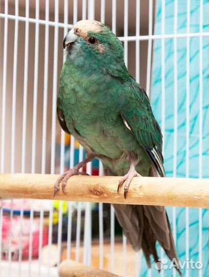 Попугай какарик синий малыши