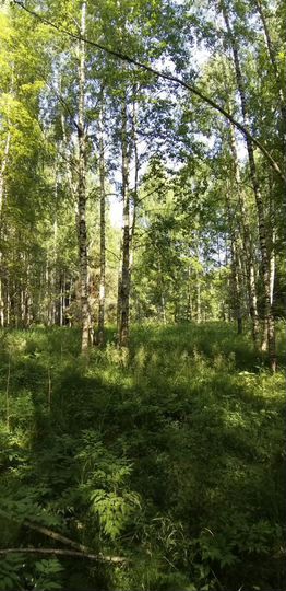 Участок 3 га (СНТ, ДНП)