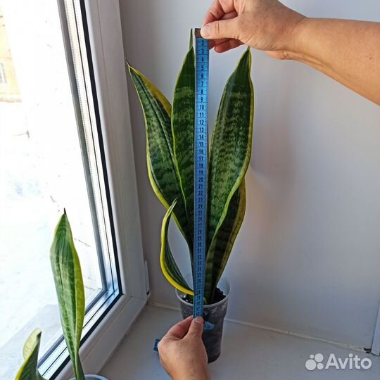 Сансевиерия Футура суперба