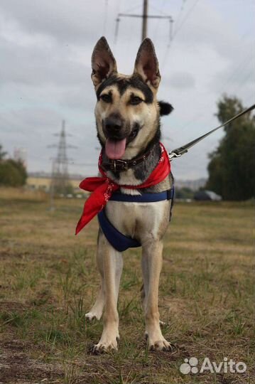 Собака в добрые руки