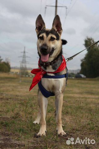 Собака в добрые руки