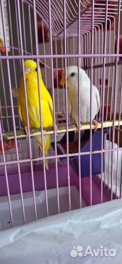 Волнистый попугай