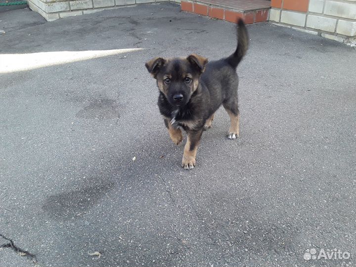 Отдам щенка