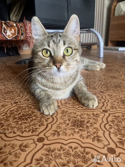 Кошка в дар