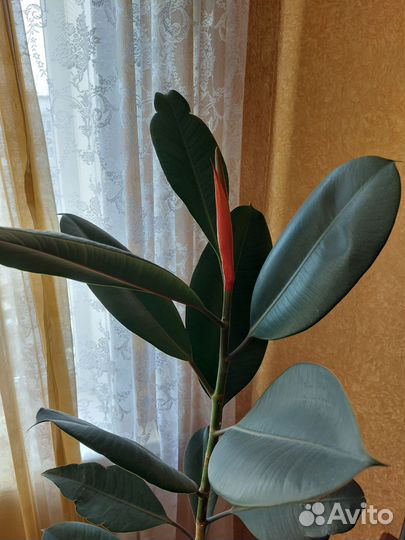 Фикус каучуконосный Абиджан