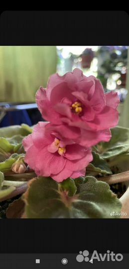 Детки сортовых фиалок