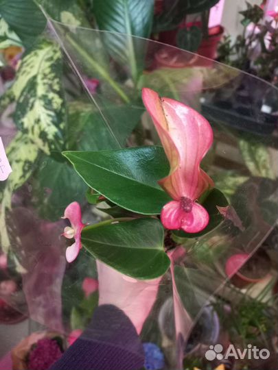 Антуриум matata