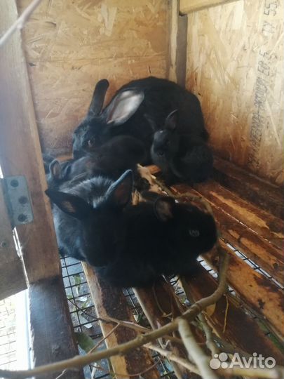 Кролики мясных пород