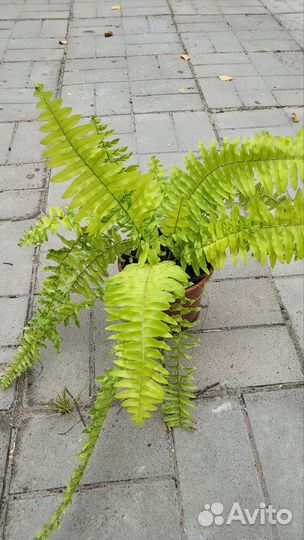 Папоротник вариегатный