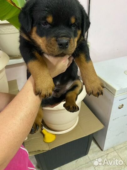 Щенки Ротвейлера