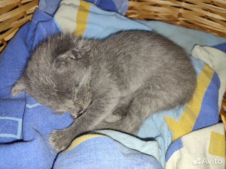 Котёнок девочка в дар